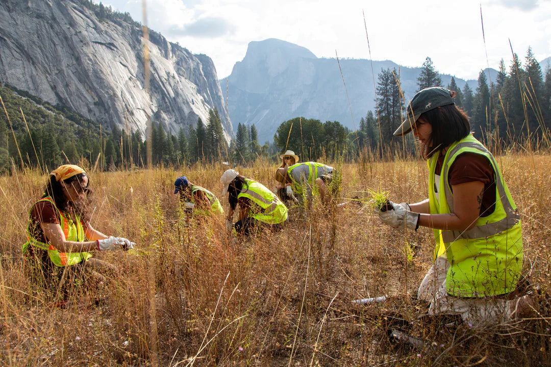 A group of volunteers wearing high-visibility yellow vests and work gloves kneel in a tall, dry grassy meadow, tending to the vegetation. In the background, majestic granite cliffs (resembling Half Dome in Yosemite) and pine trees rise against a bright sky.