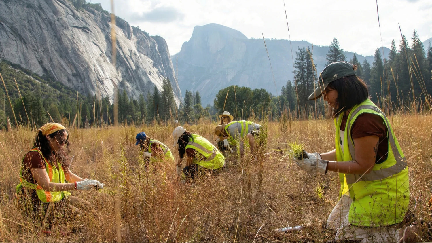 A group of volunteers wearing high-visibility yellow vests and work gloves kneel in a tall, dry grassy meadow, tending to the vegetation. In the background, majestic granite cliffs (resembling Half Dome in Yosemite) and pine trees rise against a bright sky.